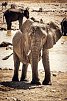 Tiere und Kultur des Nordens