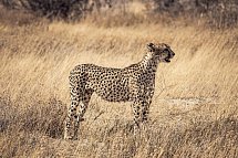 Tiere und Kultur des Nordens - Gepard