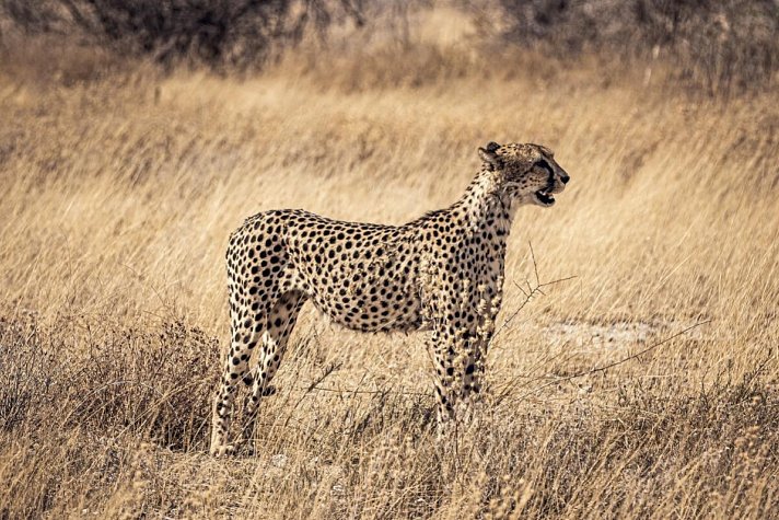 Tiere und Kultur des Nordens