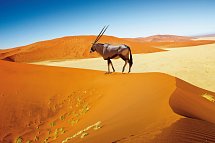 Namibia zum Verweilen - Oryx Antilope im Sossusvlei