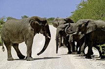 Namibia zum Verweilen - Elefanten, Etosha Nationalpark