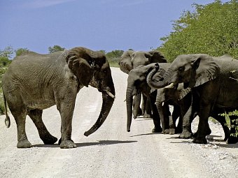 Namibia zum Verweilen - Elefanten, Etosha Nationalpark