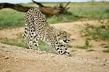 Namibia zum Verweilen - Okonjima