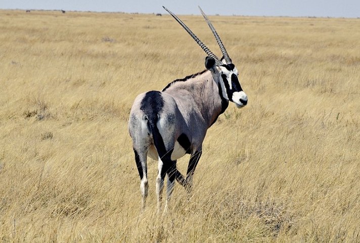 Namibia Kaleidoskop Superior - Oryx im Etosha Nationalpark