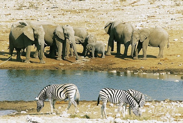 Namibia Kaleidoskop Superior - Wasserloch im Etosha Nationalpark