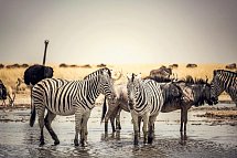 Das ist Namibia! - Zebras, Gnus und Strauß am Wasserloch