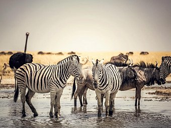 Das ist Namibia! - Zebras, Gnus und Strauß am Wasserloch