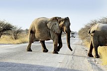 Das ist Namibia! - Etosha Nationalpark