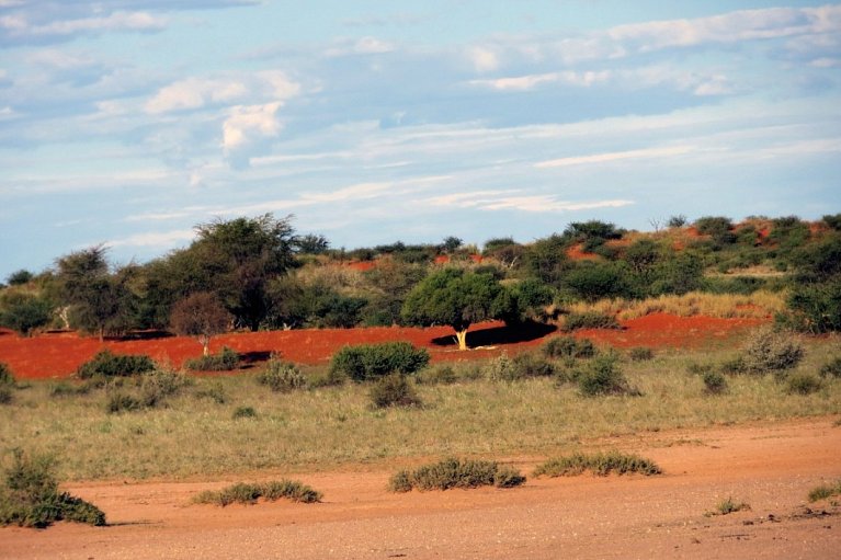 Namibias Nationalparks - Kalahari