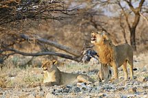 Namibias Nationalparks - Etosha Nationalpark