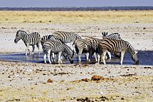 Namibias Nationalparks - Zebras im Etosha Nationalpark