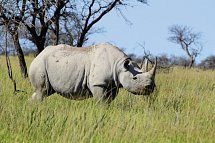 Namibias Nationalparks - Nashorn