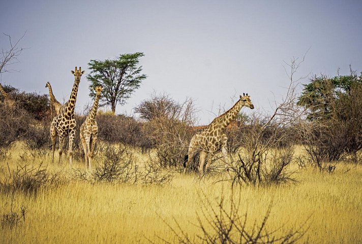 Namibia für Einsteiger - Giraffen