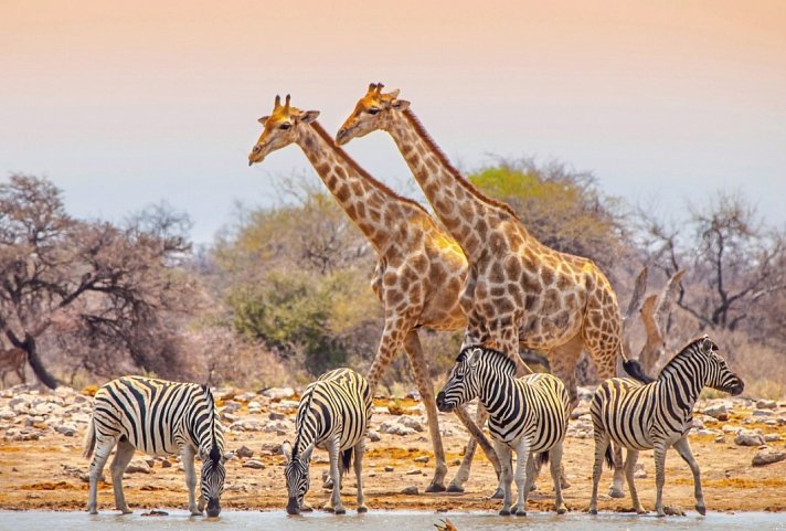 Namibia für Einsteiger - Etosha Nationalpark