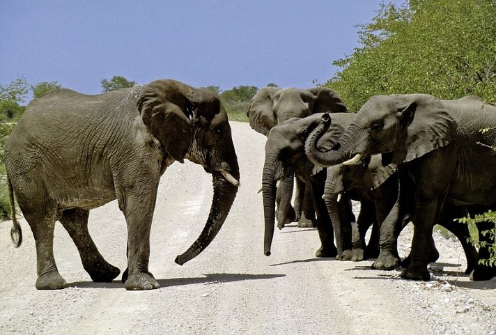 Namibia zum Verweilen Nordwärts - Elefanten, Etosha Nationalpark