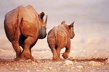 Namibia zum Verweilen Nordwärts - Nashörner, Etosha Nationalpark