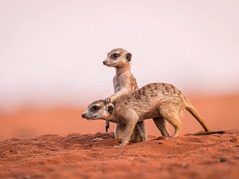 Namibia zum Verweilen Nordwärts - Erdmännchen in der Kalahari