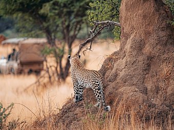 Namibia zum Verweilen Nordwärts - Wildbeobachtungsfahrt
