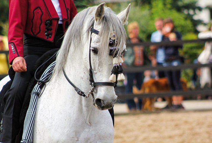 Das Beste von Andalusien (ab/bis Jerez) - Andalusier Pferdezucht