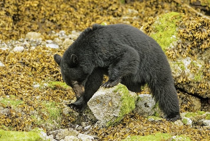 Schatzinsel Vancouver Island