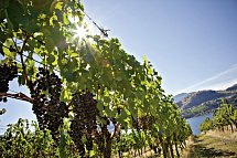 Mächtige Rockies & Charmante Küste - Okanagan Valley