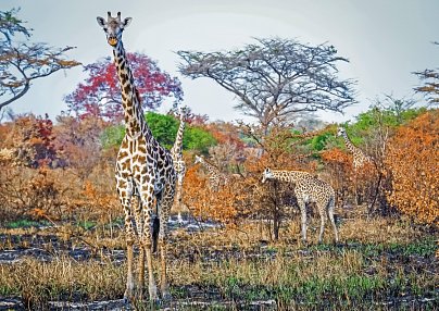 Saadani Safari (2 Nächte) Saadani-Nationalpark