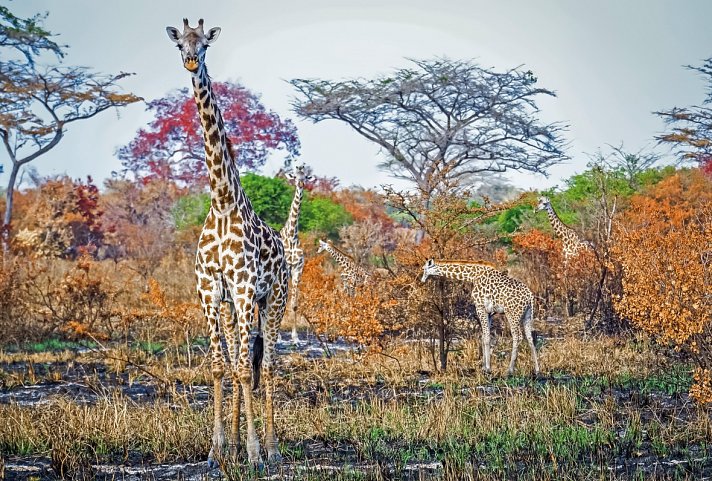 Saadani Safari (2 Nächte) - Giraffen, Saadani Nationalpark
