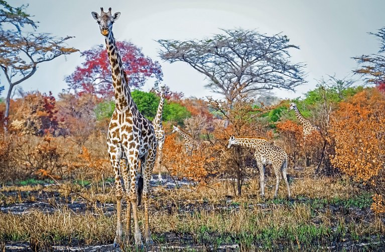 Saadani Safari (2 Nächte)