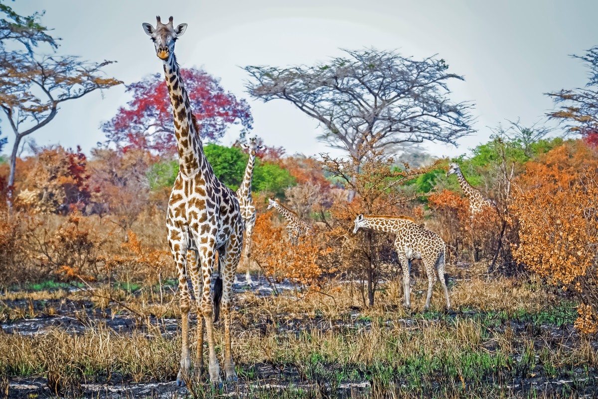 Saadani Safari (2 Nächte)