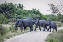 Saadani Safari (2 Nächte) - Elefanten, Saadani Nationalpark