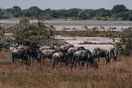 Saadani Safari (2 Nächte)