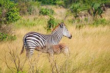 Saadani Safari (2 Nächte)