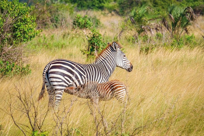 Saadani Safari (2 Nächte)