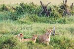 Saadani Safari (2 Nächte)