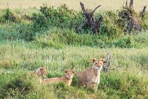 Saadani Safari (2 Nächte)