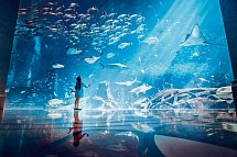 Atlantis, The Palm - Lost Chambers Aquarium