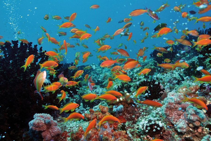 Niva Dhigali Maldives