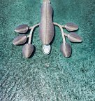 The St. Regis Maldives Vommuli Resort - Spa 