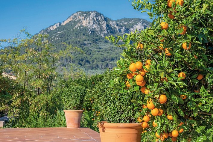 Finca Ca's Curial