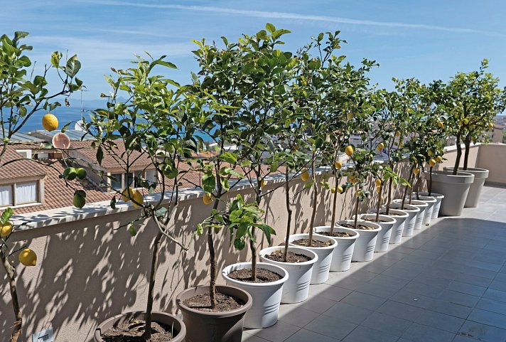 Middle Town Palace Tropea