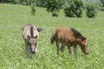 Feriendorf Ponyhof