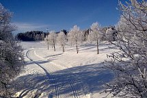 Zur Traube