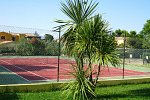 Le Mimose