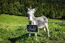 Hotel Alpenwelt