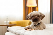 Hotel Baltic Stralsund
