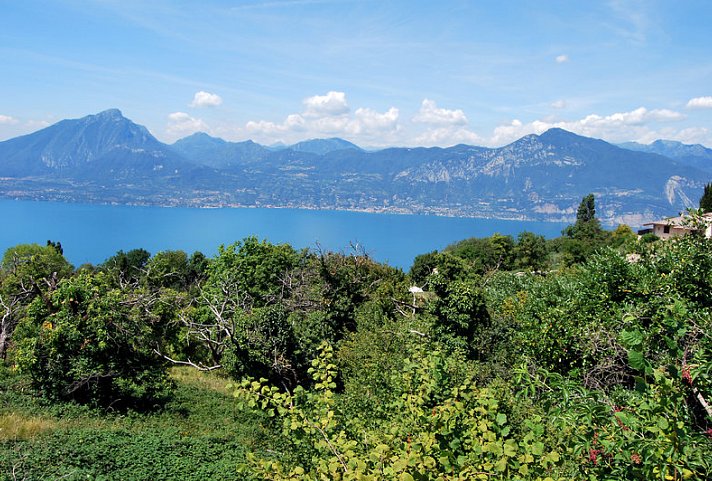 Belvedere