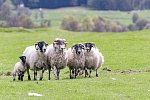 Familienerlebnistour Schottland