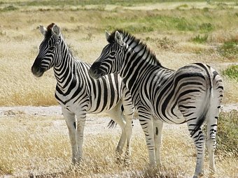 Namibia Kaleidoskop Superior - Etosha Nationalpark