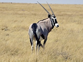 Namibia Kaleidoskop Superior - Oryx im Etosha Nationalpark