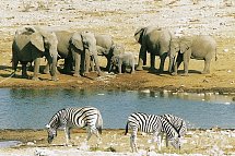 Namibia Kaleidoskop Superior - Wasserloch im Etosha Nationalpark